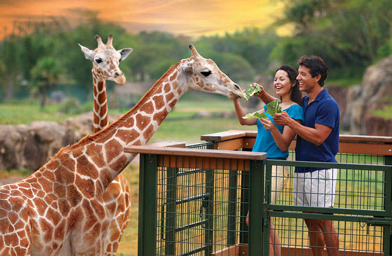 couple feeding giraffe