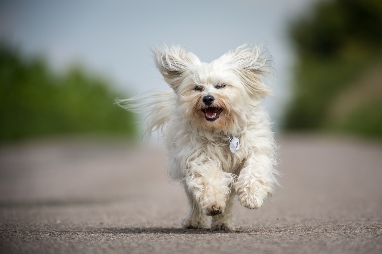 Small white Havanese runs quickly toward the photographer and can look directly into the camera.
