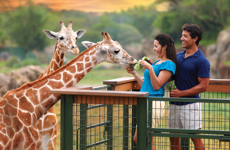 couple feeding giraffe