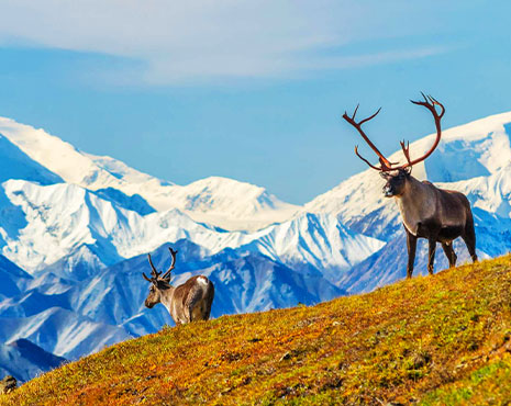 Caribou with Denali in the background