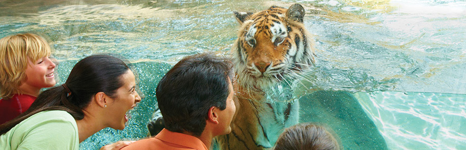 tiger