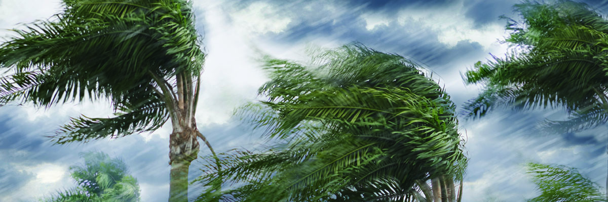 palm-tree-blowing-in-storm-1200x400