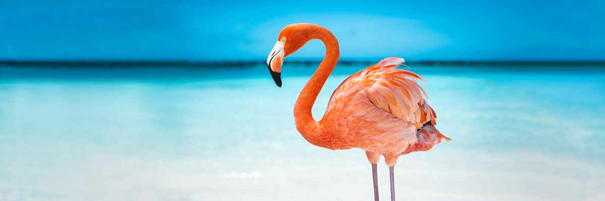 Travel_Landing_Page with pink flamingo
